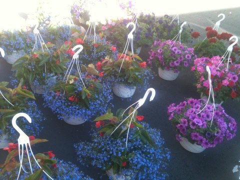 Mother's Day Plant Sale